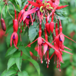 Fuchsia de Magellan