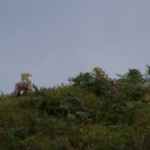 Couple de pygargues (aigles de mer)