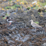 Huitrier pie et courlis cendré