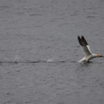 Fou de bassan au décollage, depuis le bord de mer devant notre maison.
