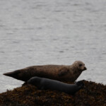 Femelle phoque et son petit, sur la plage près de chez nous.