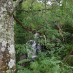 Forêt près de Plockton