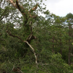 Un chêne a mal supporté la tempête d'hier...