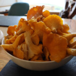 Un kilo de chanterelles ramassé en 3 minutes!!!