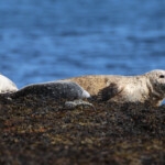 Bronzette sur la plage devant chez nous...