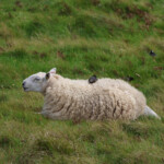 L'oiseau a trouvé moyen de se mettre au chaud!
