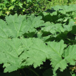 Dunvegan gardens. Gunnera manicata ou rhubarbe géante, dont les feuille peuvent mesurer plus de 2 mètres