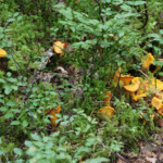 Oups, on marche sur des chanterelles! Personne ne les ramasse, ici ?